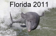 Florida 2011