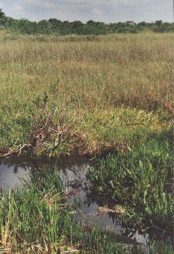 Am Anhinga Trail