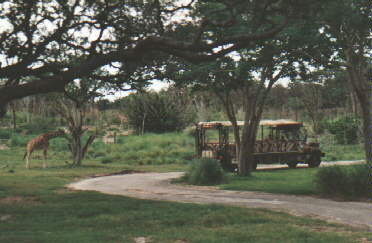 Animal Kingdom: Auf Safari