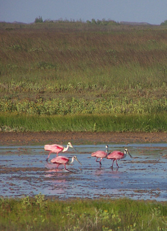 Padre Island National Seashore