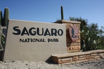 Saguaro Nationalpark
