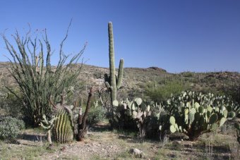 Catalina State Park